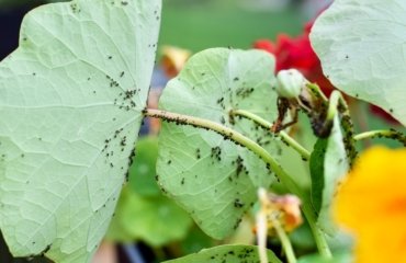 was sind Blattläuse Kaffeesatz im Garten verwenden