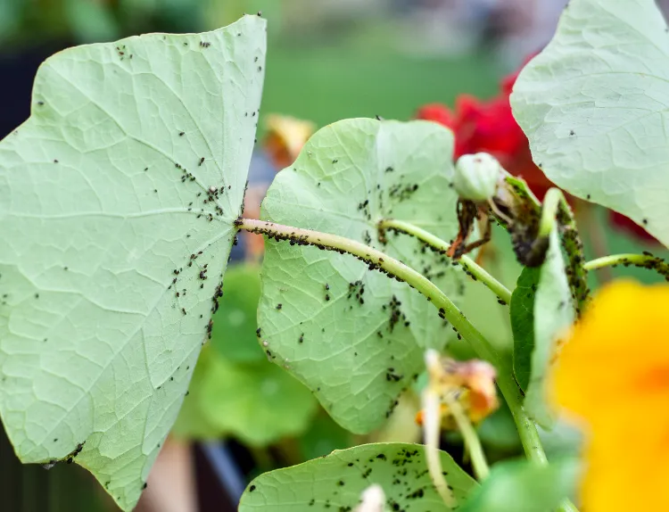 was sind Blattläuse Kaffeesatz im Garten verwenden