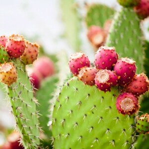 wie Nopal Kaktus anbauen winterharte Kakteen für den Garten