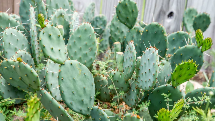 wie oft Nopal Kaktus gießen Kakteen Sorten für den Garten