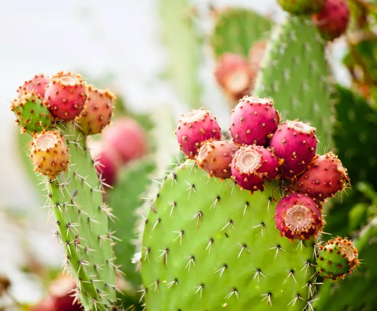 wie oft Nopal Kaktus gießen pflegeleichte Kakteen als Zimmerpflanzen