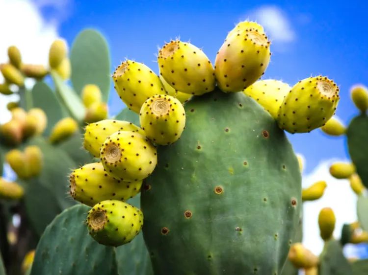 wie schmeckt Kaktusfeige Nopal Kaktus gießen wie oft
