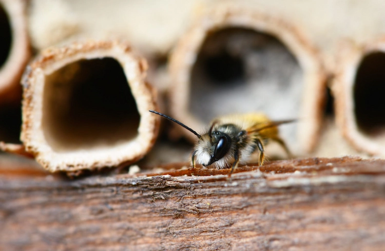 wildbiene vor einem runden nistpflatz im gartenbereich