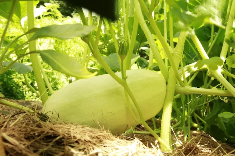 zucchini oder kürbisse als pflegeleichtes gemüse anbauen und von gesunden vitaminen profitieren