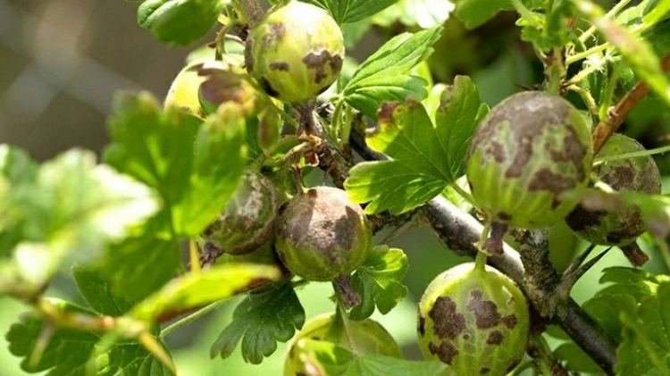 Alternaria und andere Krankheiten verursachen braune Flecken auf den Beeren