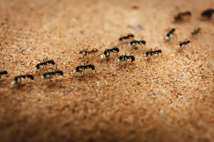 Ameisen im Auto - Unterbrechen Sie die Ameisenstraße mit natürlichen Mitteln wie Kreide