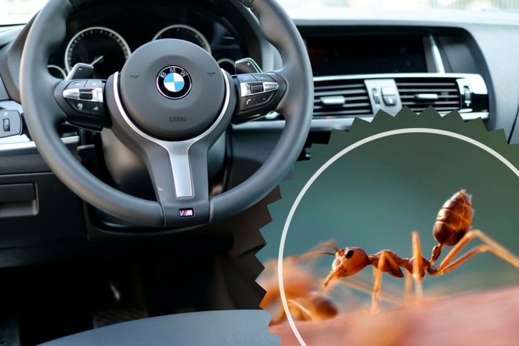 Ameisen im Auto - Was tun, um die Insekten zu vertreiben