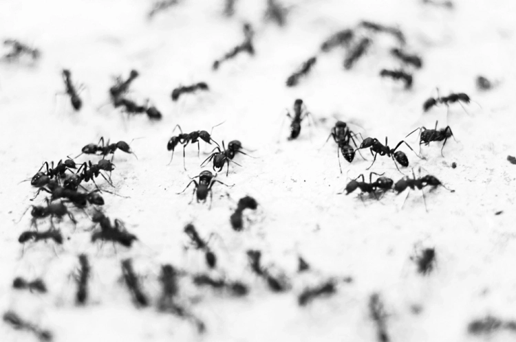 Ameisen im Auto - was tun und welche Hausmittel sind effektiv