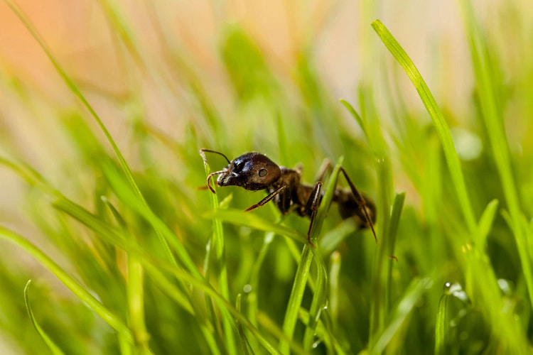 Ameisen im Rasen bekämpfen ohne Gift - welche Hausmittel helfen dabei