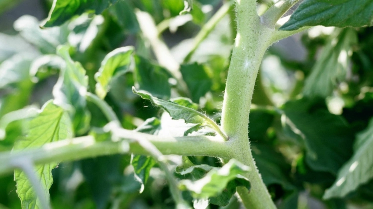 Ausgelichtete Tomatenpflanzen bekommen mehr Sonnenlicht ab