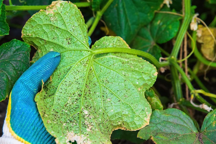Bakterien- und Pilzkrankheiten sind häufig für gelbe Flecken auf Blättern verantwortlich