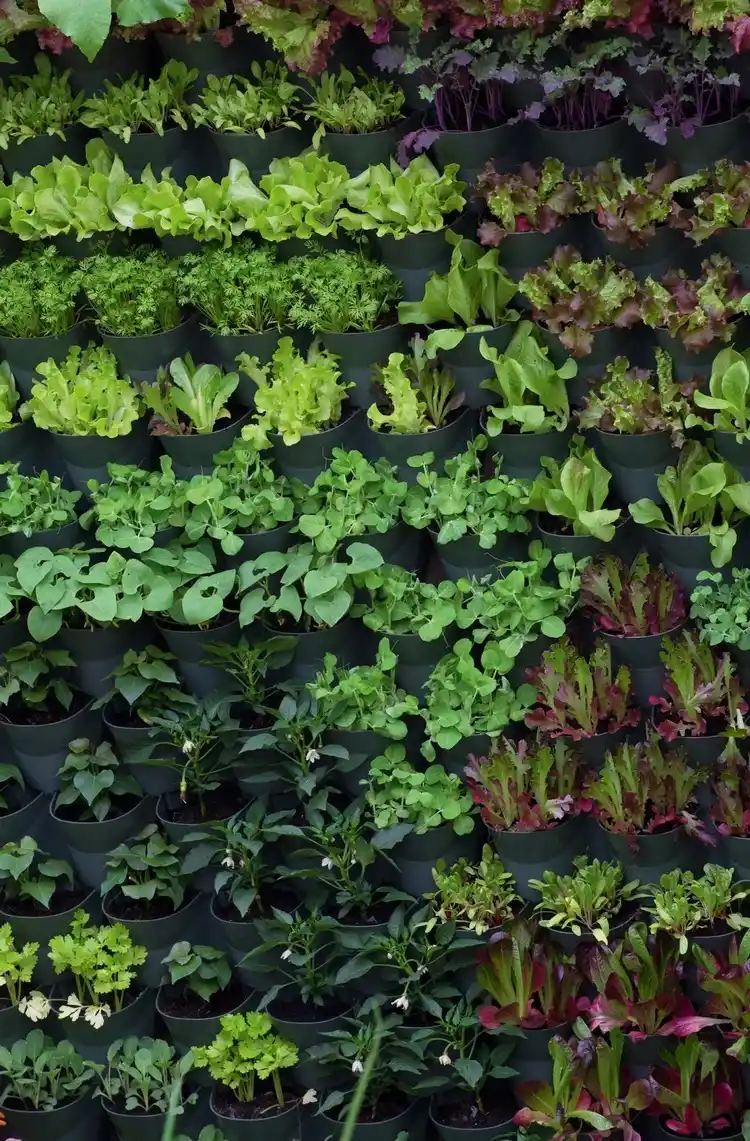 Balkon-Wand bepflanzen mit Gemüse in Töpfen und Pflanztaschen