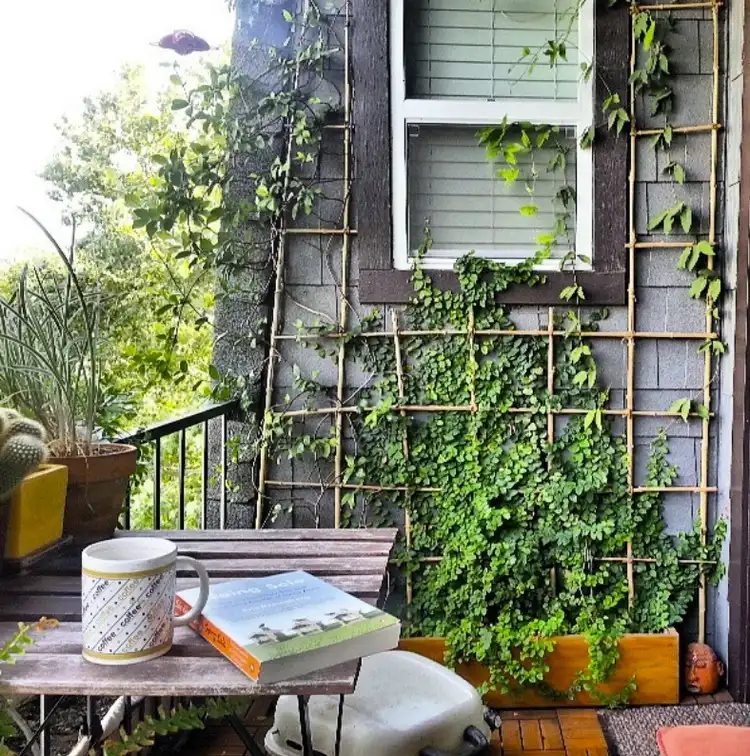 Balkon-Wand bepflanzen mit Kletterpflanzen und Rankhilfe