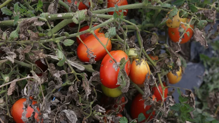 Bei Tomaten Braunfäule im Anfangsstadium entstehen an den unteren Blättern zuerst schwarze Ringe