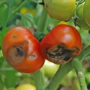 Blütenendfäule bei Tomaten sind Früchte essbar