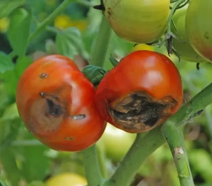 Blütenendfäule bei Tomaten sind Früchte essbar