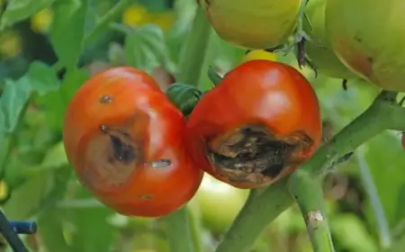 Blütenendfäule bei Tomaten sind Früchte essbar
