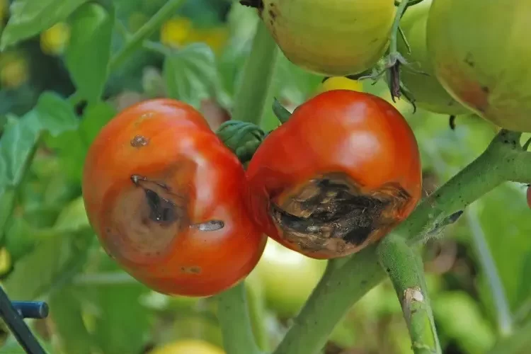 Blütenendfäule bei Tomaten sind Früchte essbar