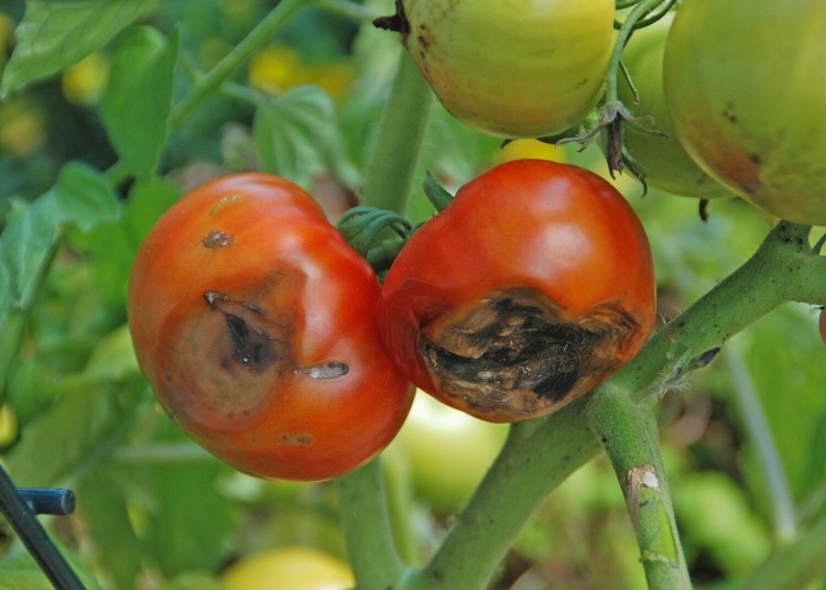 Blütenendfäule bei Tomaten