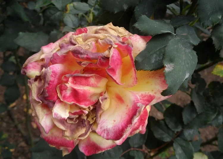 Botrytisfäule ist eine häufige Pilzkrankheit an Rosen