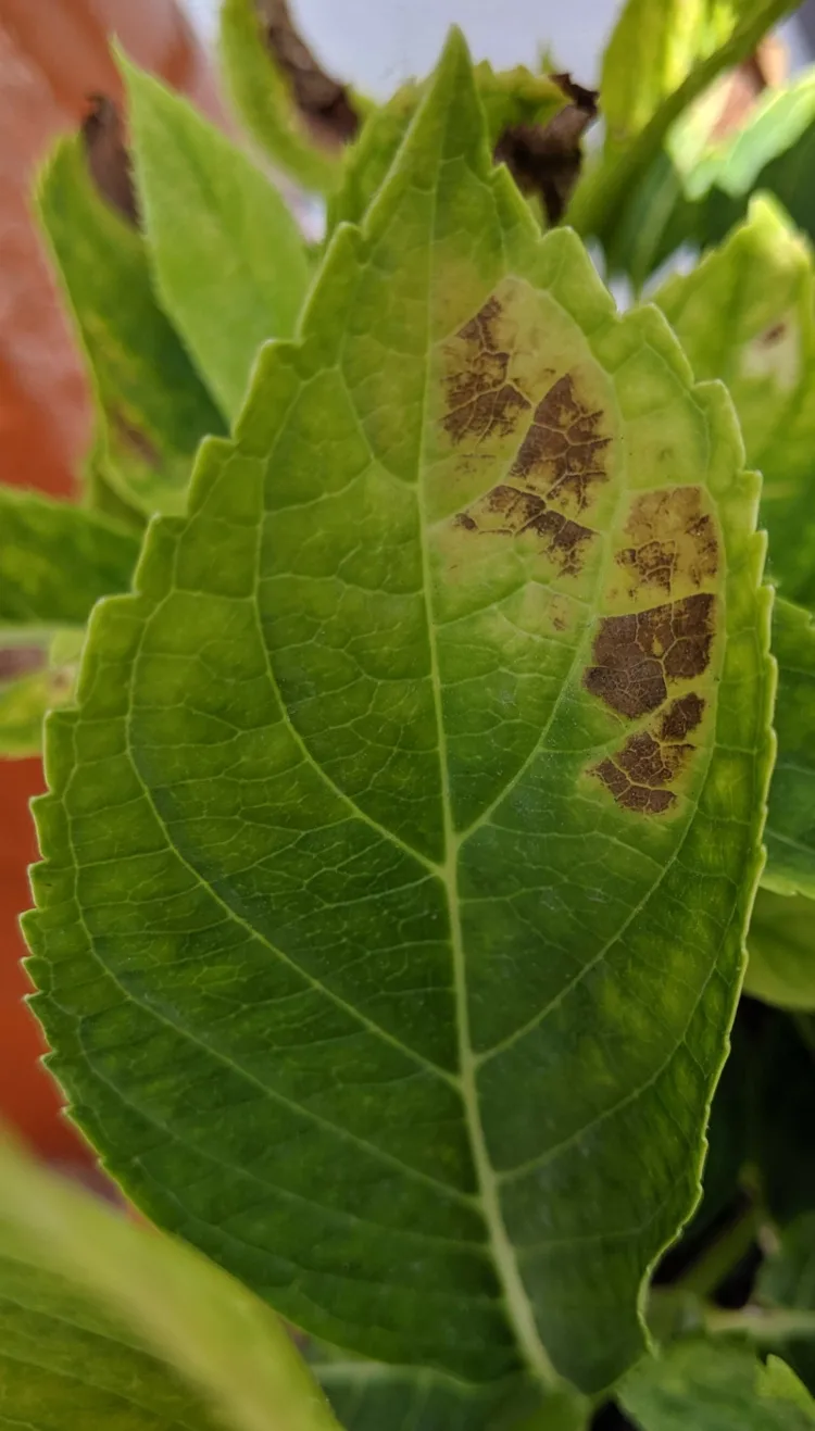 Braune und trockene Flecken auf den Blättern durch Pilzkrankheiten