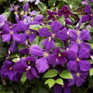 clematis vermehren