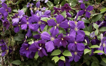 clematis vermehren