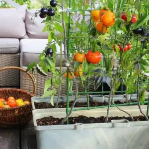 Cocktailtomaten auf dem Balkon pflanzen - das ist eine der besten Möglichkeiten, dieses Gemüse anzubauen