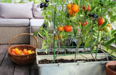 Cocktailtomaten auf dem Balkon pflanzen - das ist eine der besten Möglichkeiten, dieses Gemüse anzubauen
