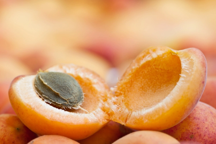 Das Fruchtfleisch gründlich vom Aprikosenkern entfernen