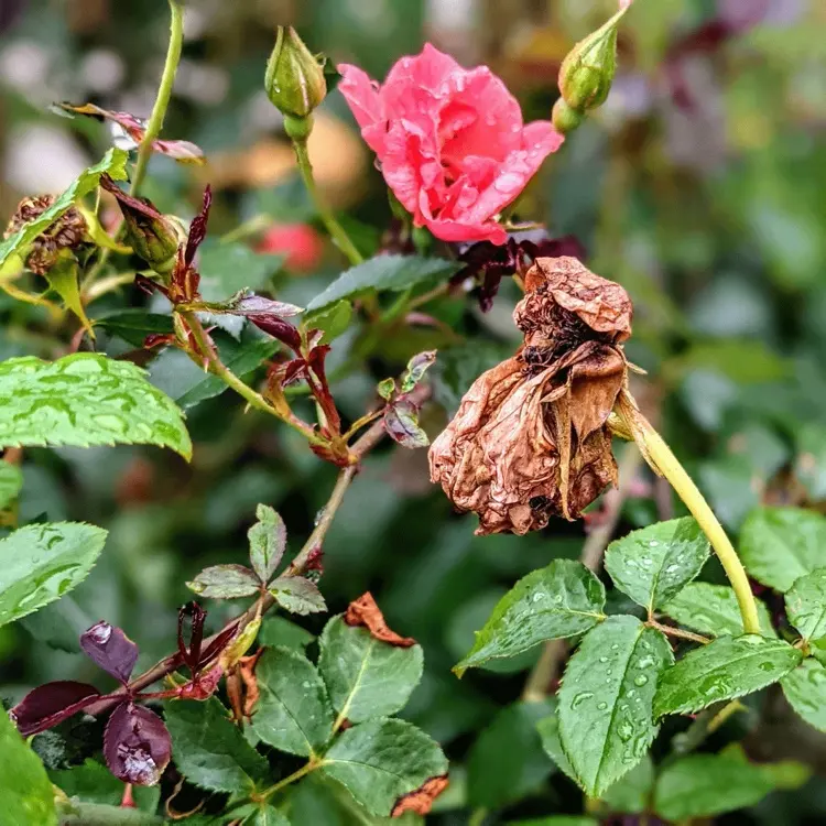 verblühte rosen