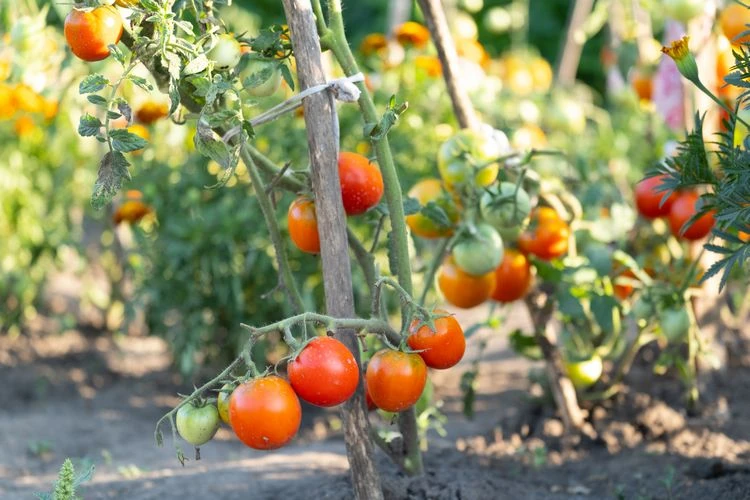 Den richtigen Ort für Tomatenpflanzen im Garten finden