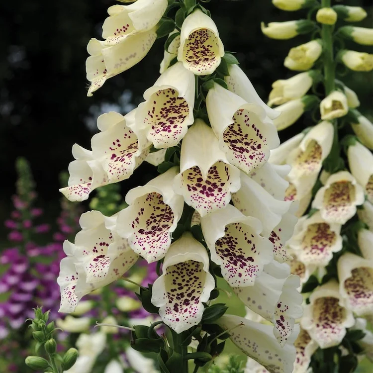 Der Fingerhut ist eine atemberaubende Blume mit röhrenförmigen Blüten