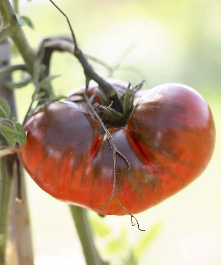 Der Pilz kann in den erkrankten Resten Ihrer Tomatenpflanzen überwintern