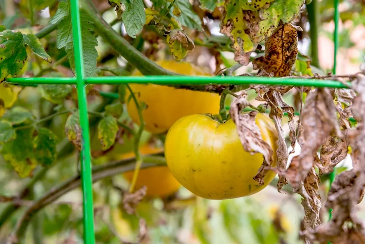 Die Pilzinfektion kann fast alle Teile der Tomatenpflanzen befallen