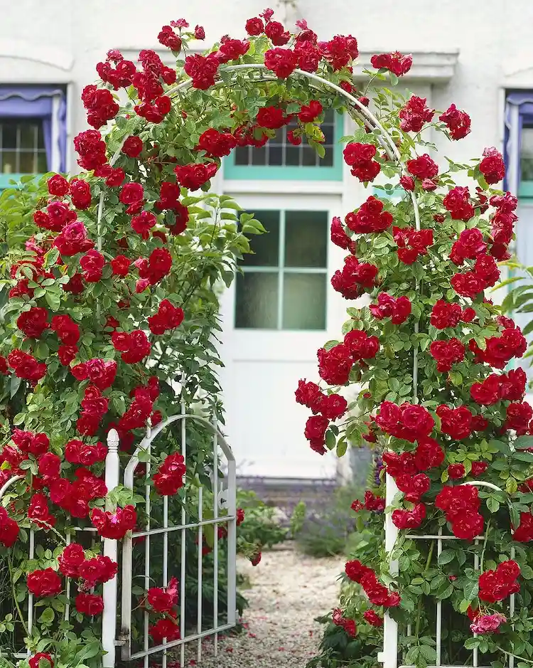 Die am weitesten verbreiteten und am elegantesten aussehenden sind die Rosenbögen