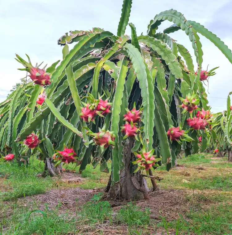 Drachenfrucht pflanzen - Tipps und Anleitungen für den Anbau der exotischen Kaktus-Pflanze
