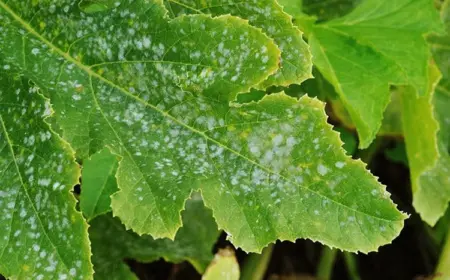 Echten Mehltau im Garten erfolgreich bekämpfen mit Hausmitteln