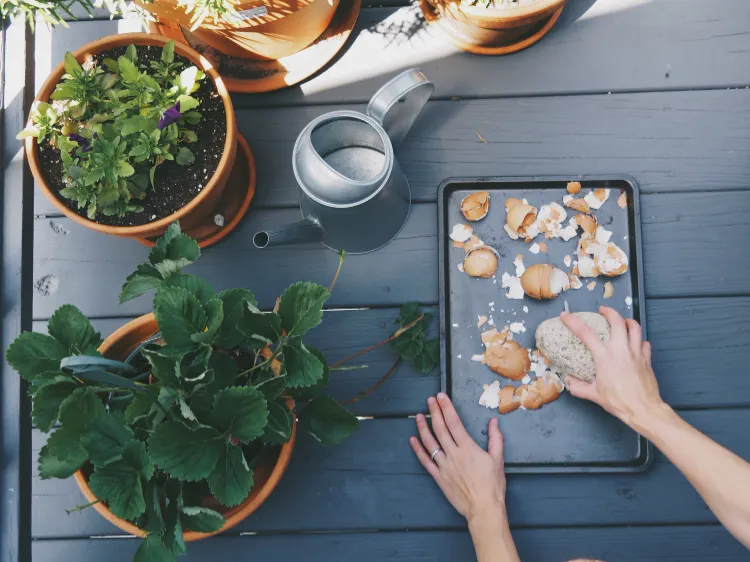 Eierschalen Pflanzendünger selber machen Küchenabfälle als Dünger verwenden