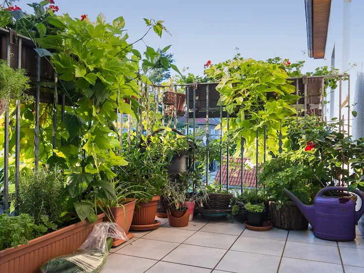 Erfahren Sie, wie man Sichtschutzpflanzen für den Balkon auswählt