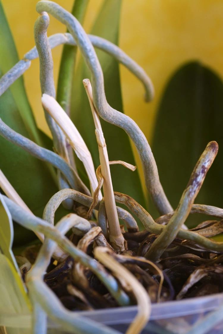 Es gibt natürliche Ursachen fürs Austrocknen des Stamms einer tropischen Pflanze