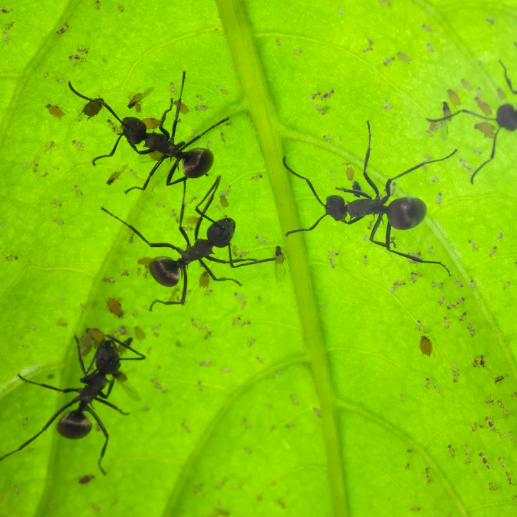 Es ist jmöglich, jeden Ameisenbefall in den Griff zu bekommen