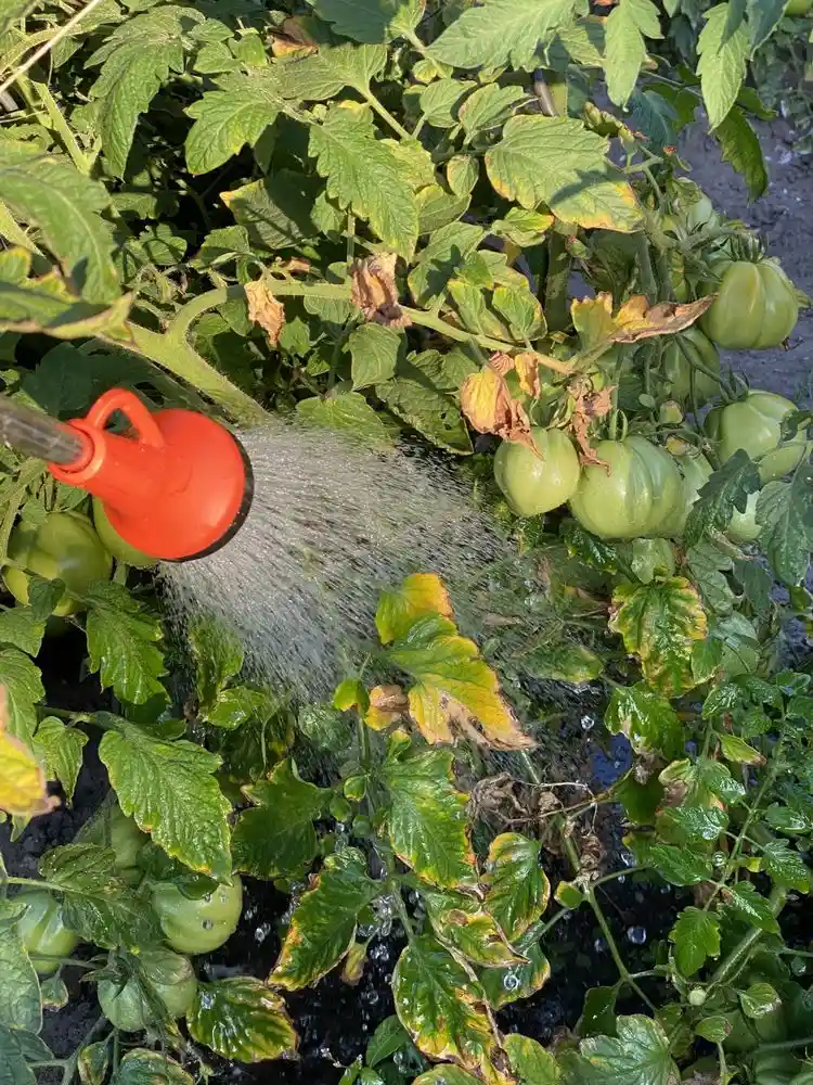Fehler beim Gießen von Tomaten vermeiden