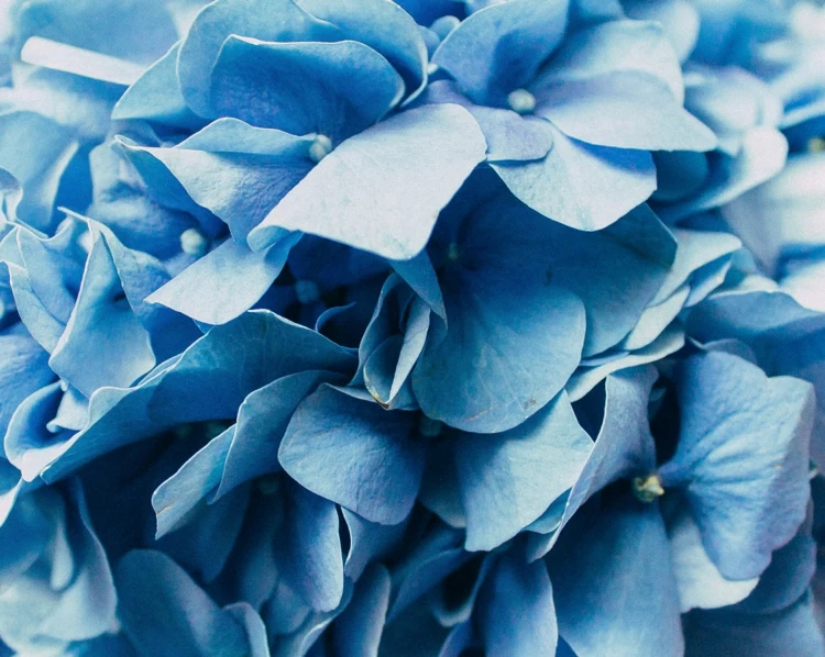 Für die blaue Hortensien benötigt man einen sauren Gartenboden
