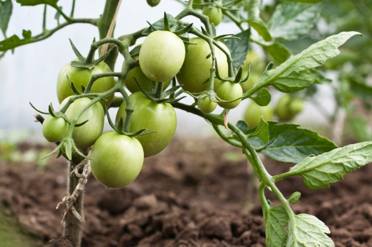 Tomaten ausgeizen