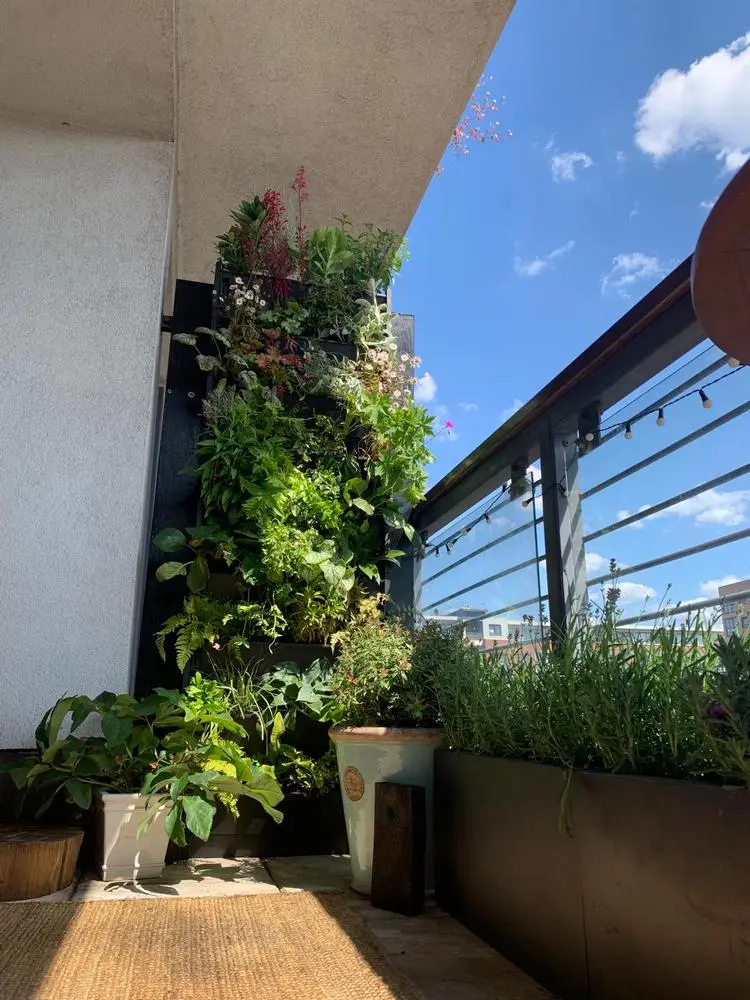 Grüne Trennwand als Sichtschutz auf Balkons bauen