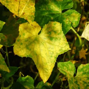 Gurken Blätter werden gelb - erfahren Sie die Ursachen