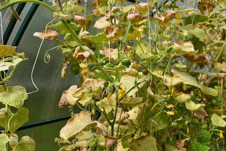 Gurken Blätter werden gelb wegen Krankheiten und Schädlingen