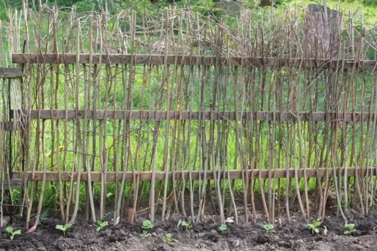 Gurken-Setzlinge gepflanzt am Zaun aus Geflecht