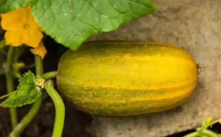 Gurken fallen ab wie verhindern Ernte retten